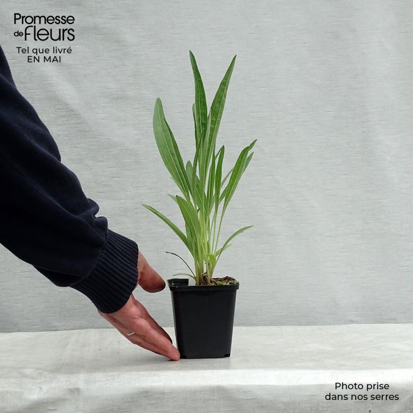 Spécimen de Echinacea pallida Hula Dancer Godet de 8/9 cm tel que livré au printemps