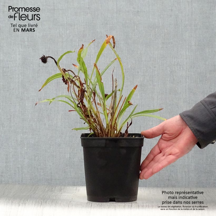 Spécimen de Echinacea paradoxa - Echinacée jaune Pot de 2L/3L tel que livré au printemps