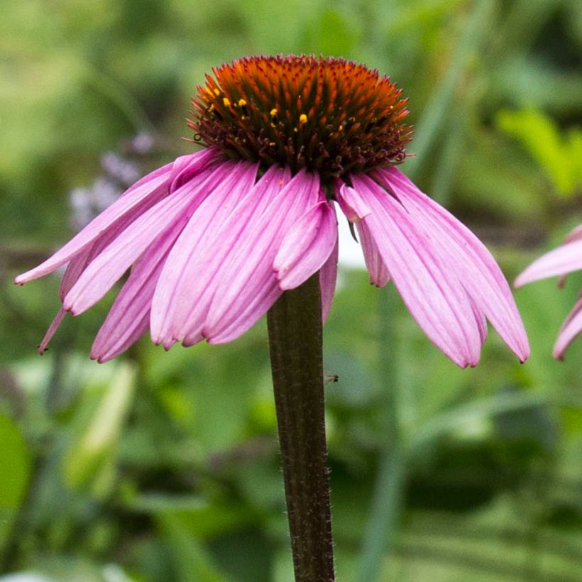 Echinacea purpurea Augustkönigin - Echinacée (Floraison)