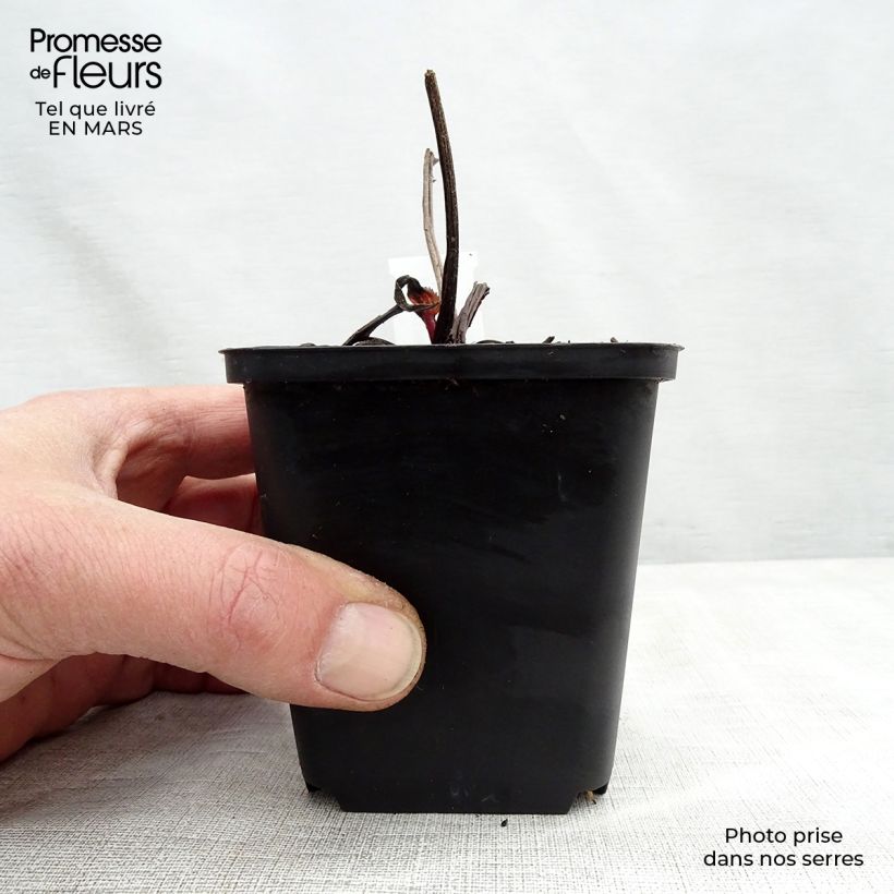 Spécimen de Echinacea purpurea Double Decker Godet de 8/9 cm tel que livré au printemps