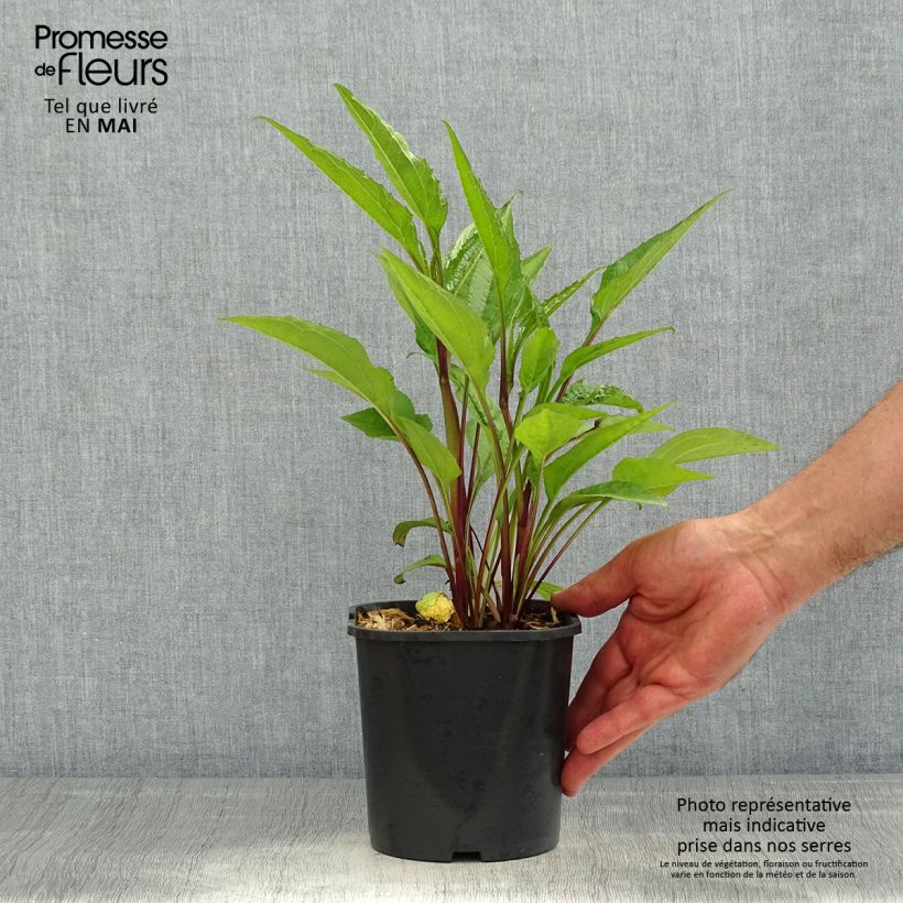 Example of Echinacea purpurea - Echinacée pourpre Pot de 2L/3L as you get in printemps