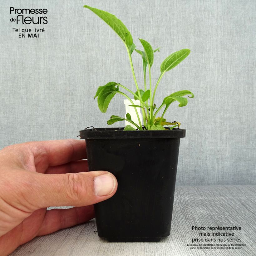 Spécimen de Echinacea purpurea Espinoso Yellow - Echinacée Godet de 8/9 cm tel que livré au printemps