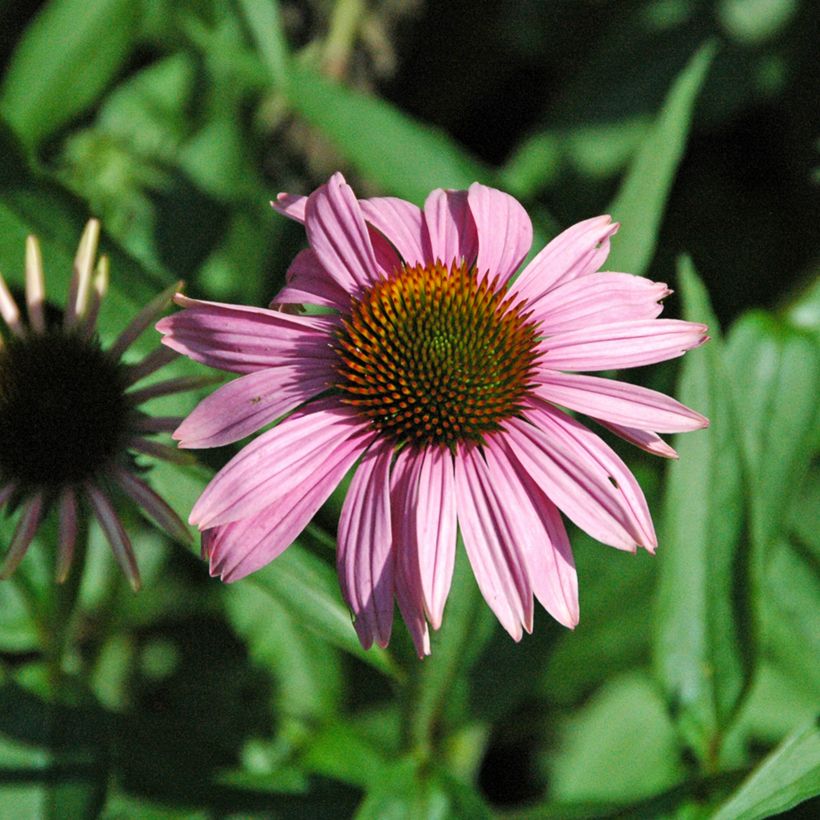 Echinacea purpurea Leuchtstern - Echinacée (Floraison)