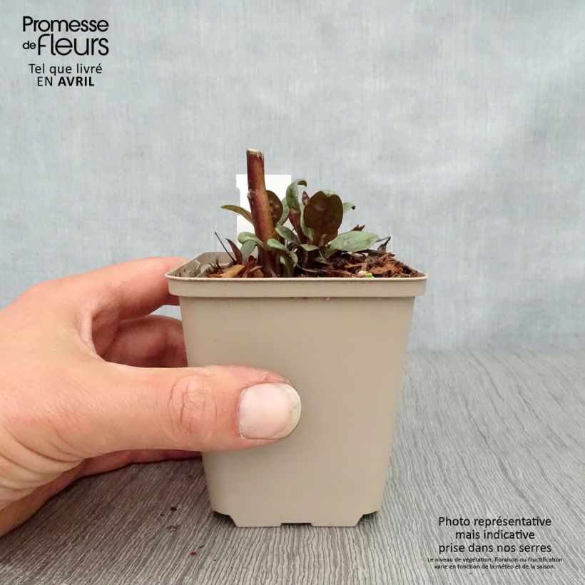 Spécimen de Echinacea purpurea Little Magnus - Echinacée Godet de 8/9 cm tel que livré au printemps