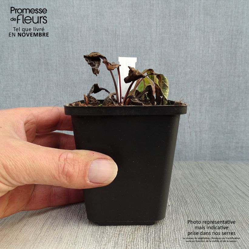Spécimen de Echinacée Magnus Godet de 8/9 cm tel que livré en automne