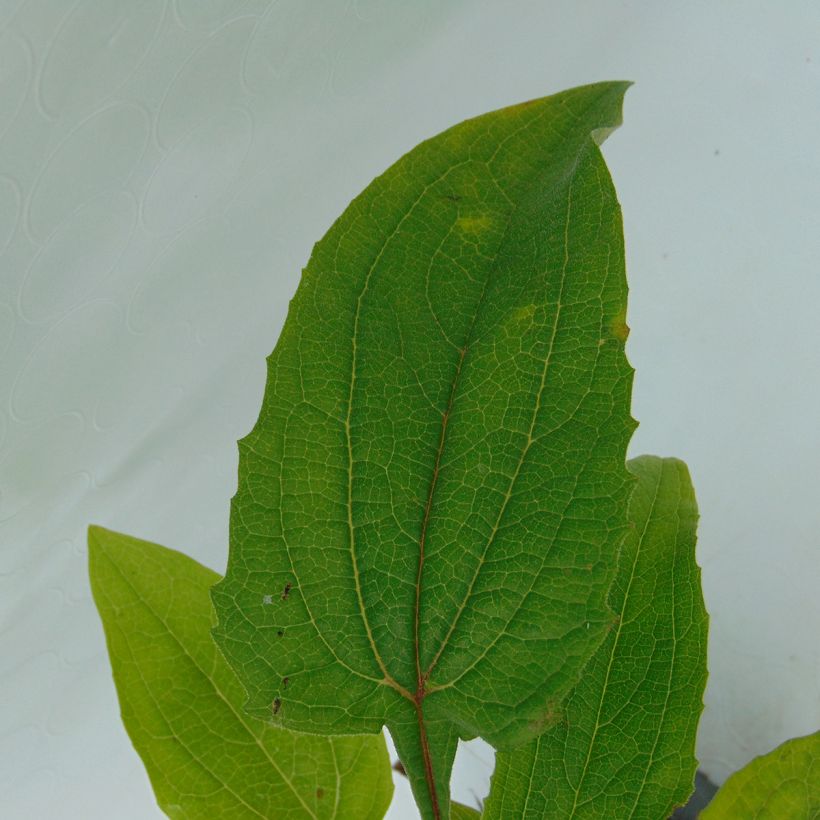 Echinacea purpurea Magnus - Echinacée (Foliage)