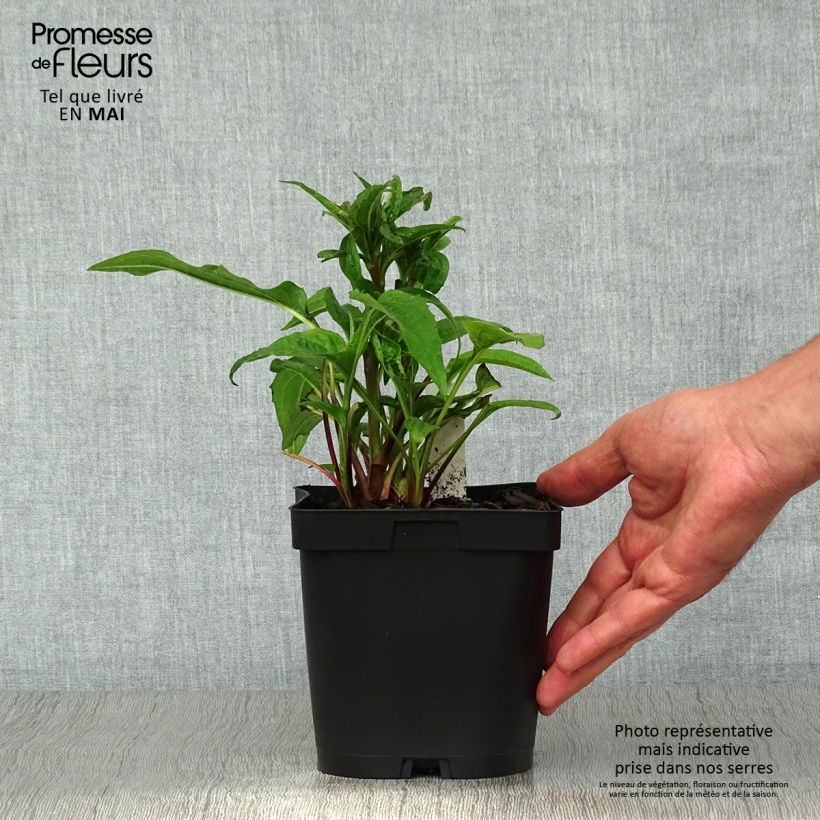 Example of Echinacea purpurea Magnus - Echinacée Pot de 2L/3L as you get in printemps