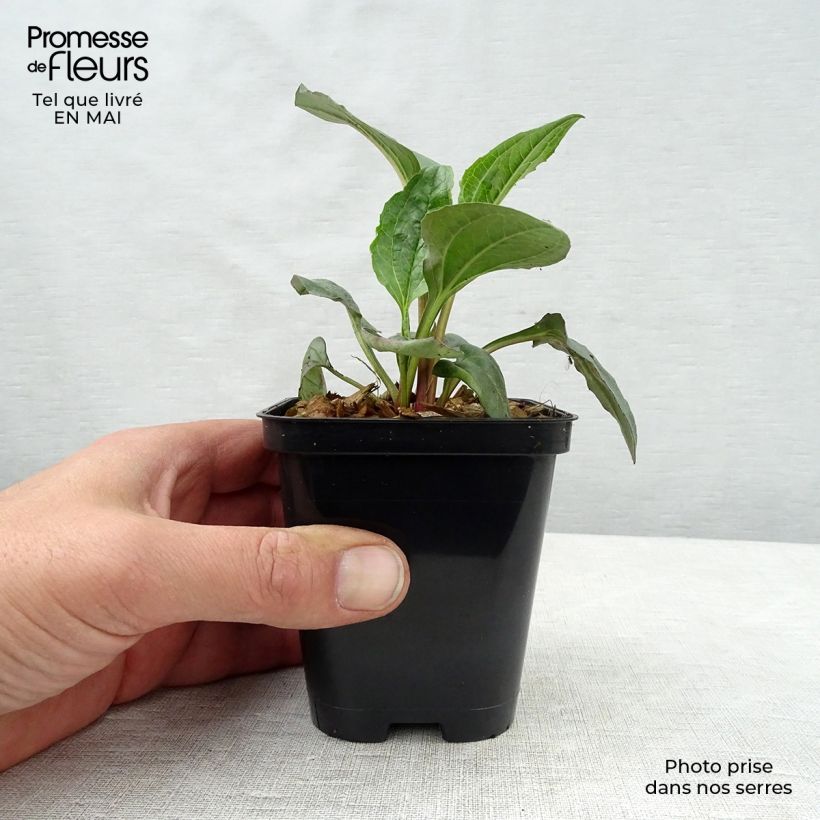 Example of Echinacea purpurea Magnus - Echinacée Godet de 8/9 cm as you get in printemps