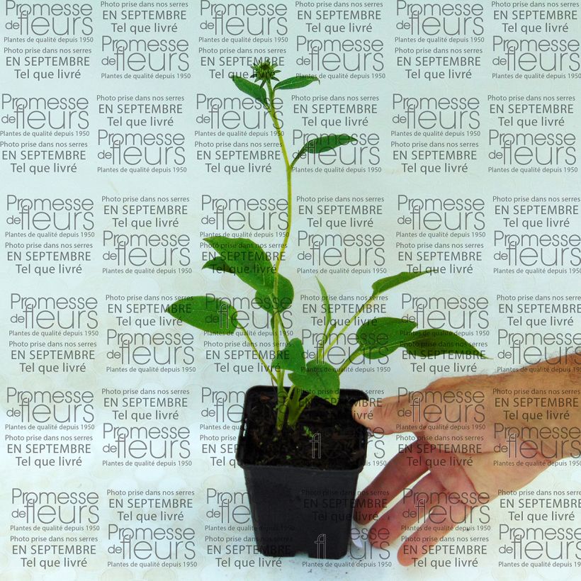 Exemple de spécimen de Echinacea purpurea Mozzarella - Echinacée Godet de 8/9 cm tel que livré