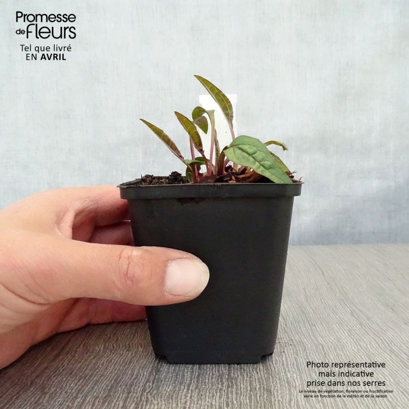 Spécimen de Echinacea purpurea Pica Bella - Echinacée Godet de 8/9 cm tel que livré au printemps