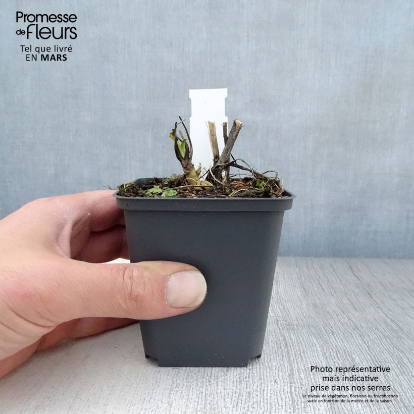 Spécimen de Echinacea purpurea Razzmatazz - Echinacée Godet de 8/9 cm tel que livré au printemps