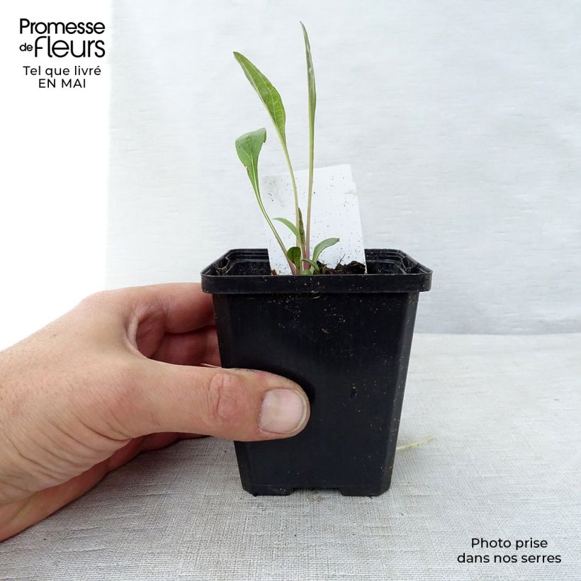 Example of Echinacea purpurea - Echinacée pourpre Godet de 7/8 cm as you get in printemps