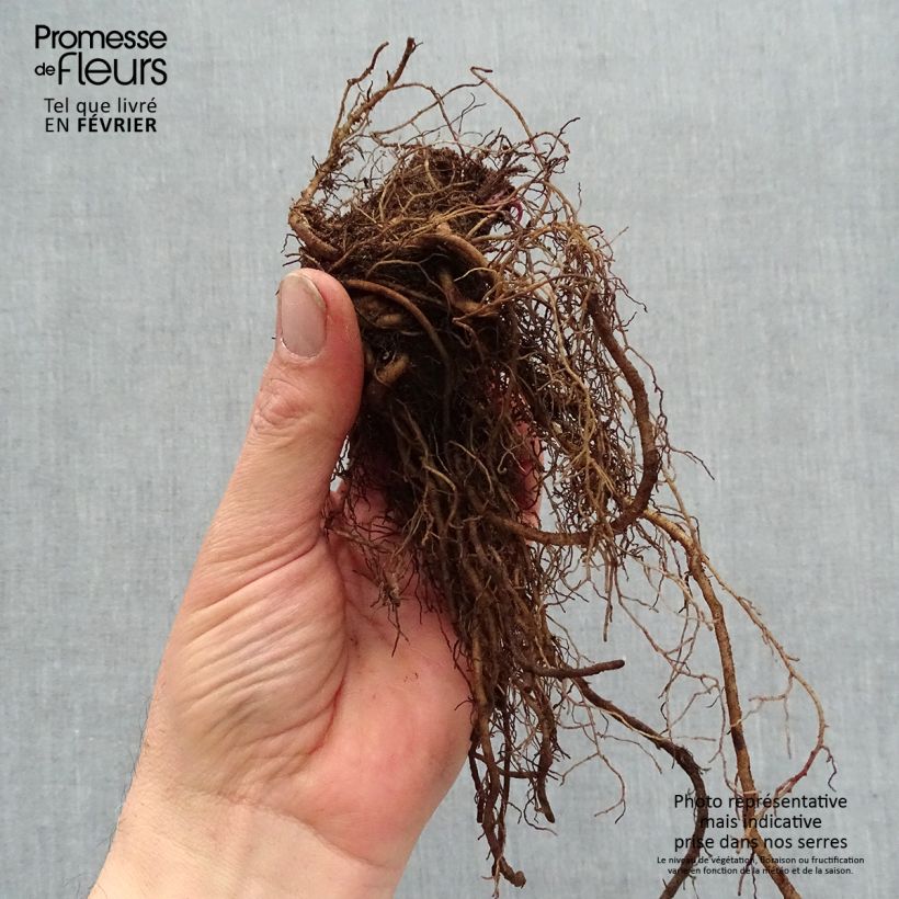 Spécimen de Echinacea purpurea Strawberries and Cream  Racines nues, Qualité premium tel que livré en hiver