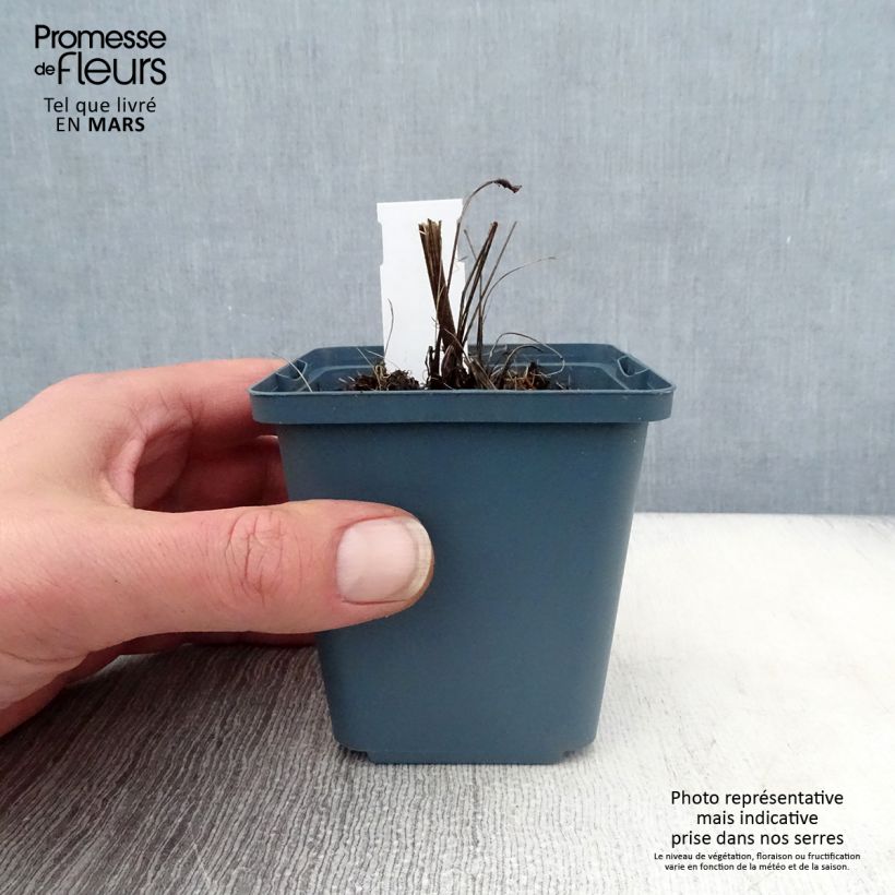 Spécimen de Echinacea purpurea Sundown - Rudbeckia pourpre Godet de 8/9 cm tel que livré au printemps