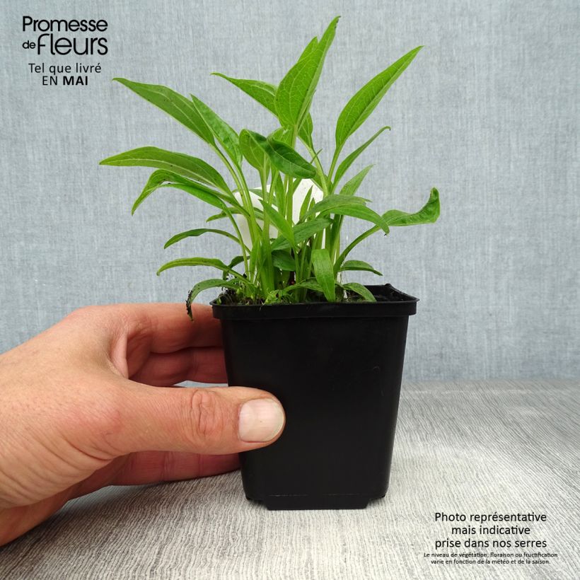 Spécimen de Echinacea purpurea Sunrise - Rudbeckia pourpre Godet de 8/9 cm tel que livré au printemps