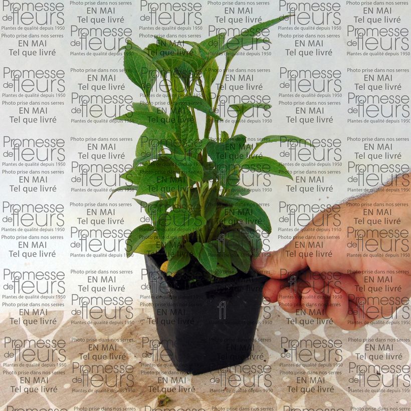 Exemple de spécimen de Echinacea purpurea The King - Echinacée Godet de 8/9 cm tel que livré