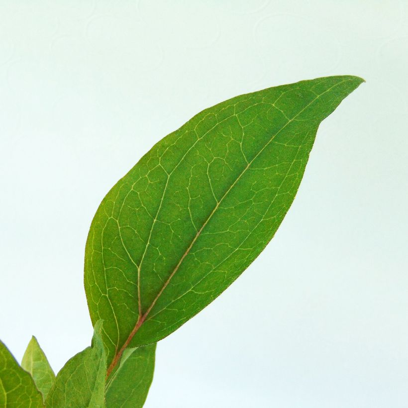 Echinacea purpurea Vintage Wine - Echinacée (Feuillage)