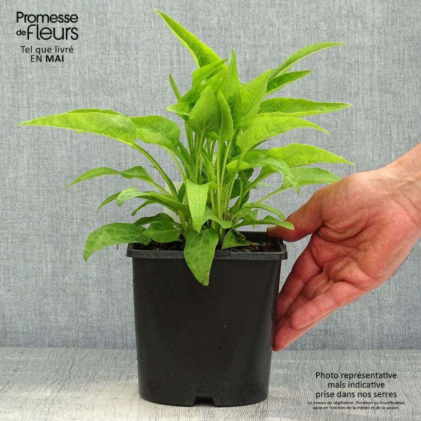 Spécimen de Echinacea purpurea Virgin - Echinacée Pot de 2L/3L tel que livré au printemps