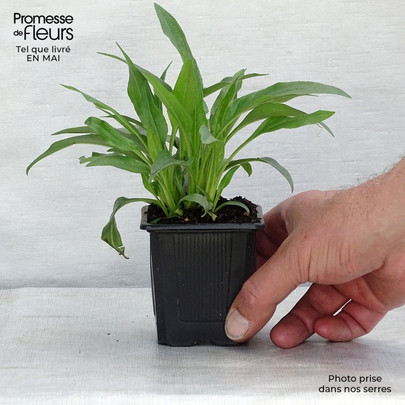 Example of Echinacea purpurea White Meditation Godet de 8/9 cm as you get in printemps