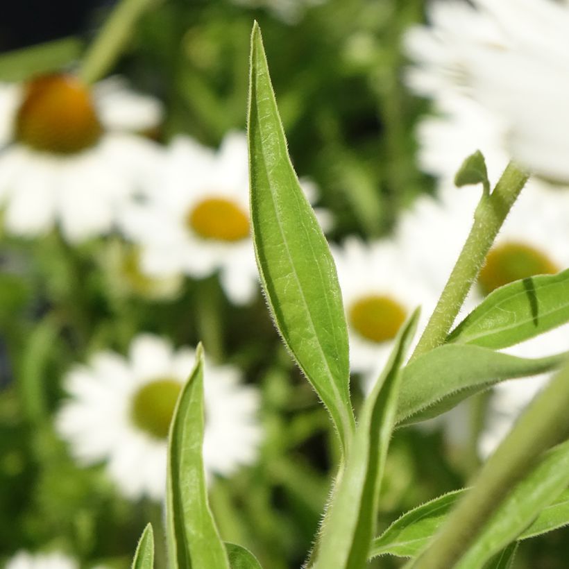 Echinacea purpurea White Meditation (Foliage)