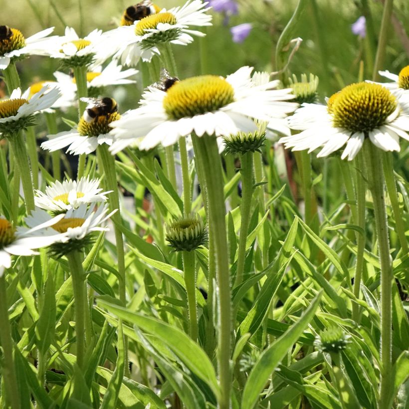 Echinacea purpurea White Meditation (Plant habit)