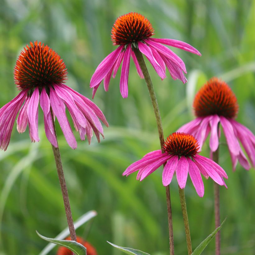 Graines d'Echinacea purpurea - Rudbéckia pourpre BIO (Floraison)