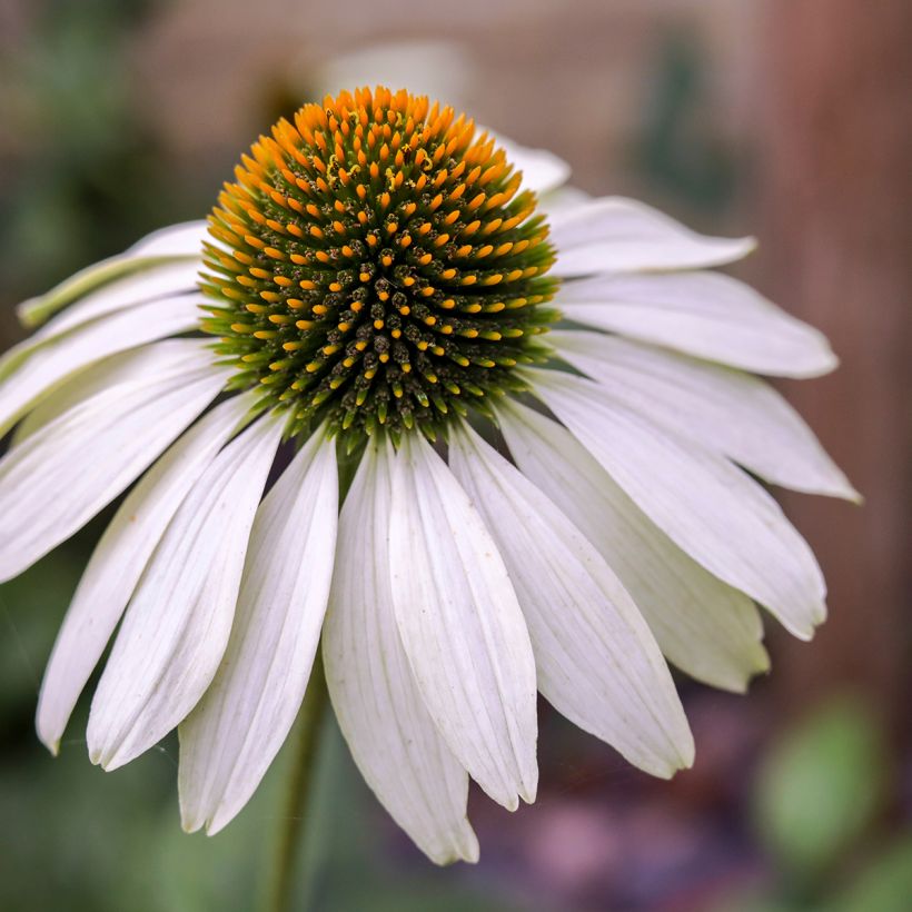 Graines d'Echinacea purpurea White Swan BIO - Echinacée blanche (Floraison)