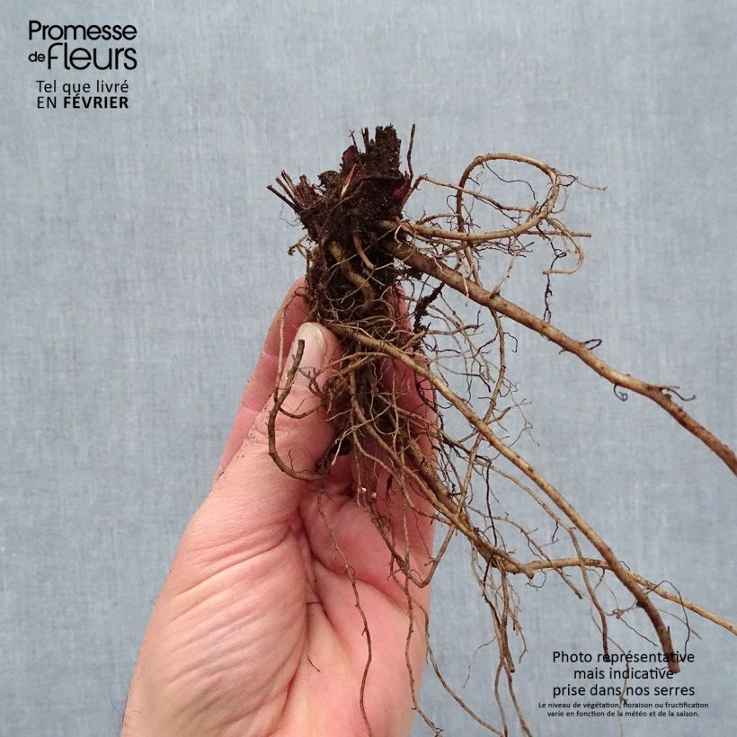 Spécimen de Échinacée Sombrero Baja Burgundy Racines nues, Qualité premium tel que livré en hiver