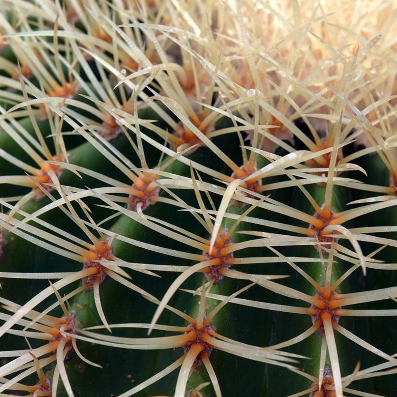 Echinocactus grusonii - Coussin de Belle-mère (Feuillage)