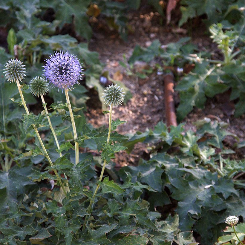 Echinops bannaticus Blue Glow - Boule azurée (Port)