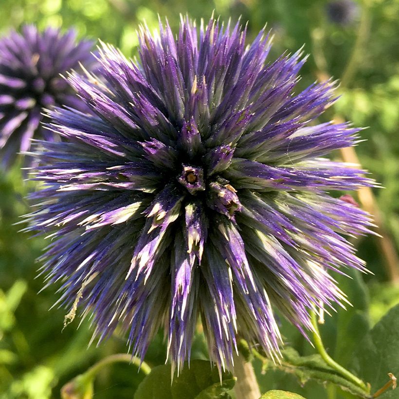 Echinops bannaticus Blue Glow - Boule azurée (Floraison)