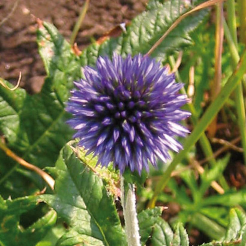 Chardon boule - Echinops ritro (Flowering)