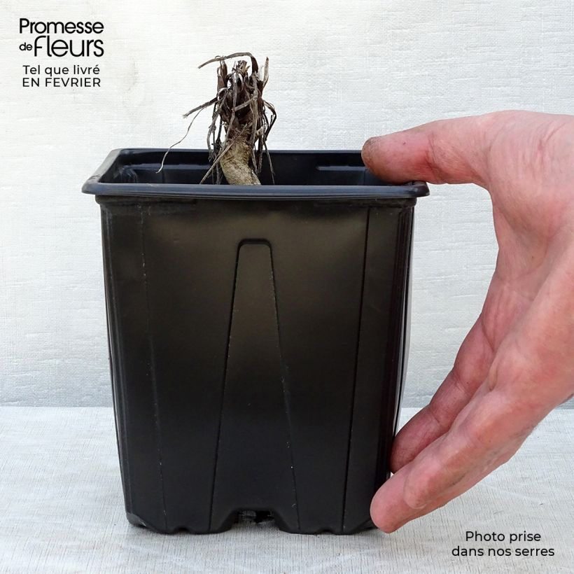 Spécimen de Echinops ritro Veitch’s Blue - Chardon boule Pot de 2L/3L tel que livré en hiver