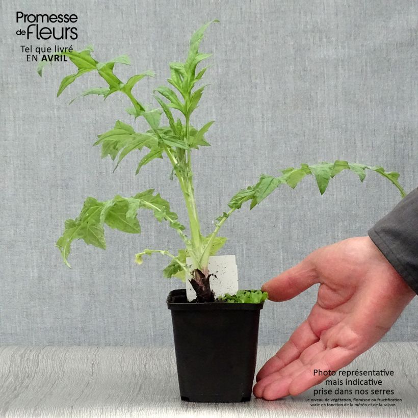 Spécimen de Echinops ritro Veitch’s Blue - Chardon boule Godet de 8/9 cm tel que livré au printemps