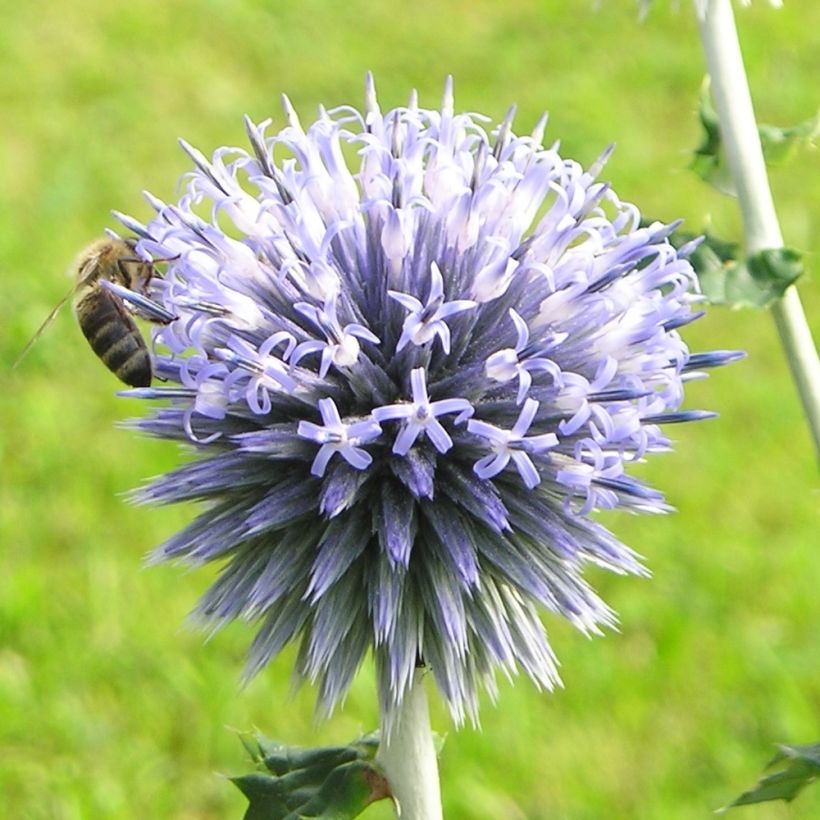 Echinops sphaerocephalus - Boule azurée (Floraison)