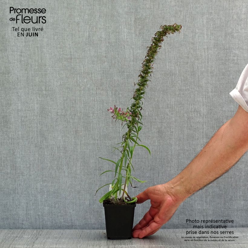Spécimen de Echium amoenum Red Feathers - Vipérine rouge Godet de 8/9 cm tel que livré au printemps