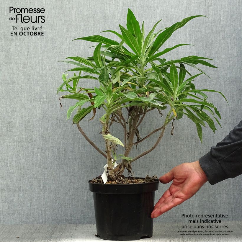 Spécimen de Echium fastuosum (candicans) - Vipérine de Madère Pot de 3L/4L tel que livré en automne