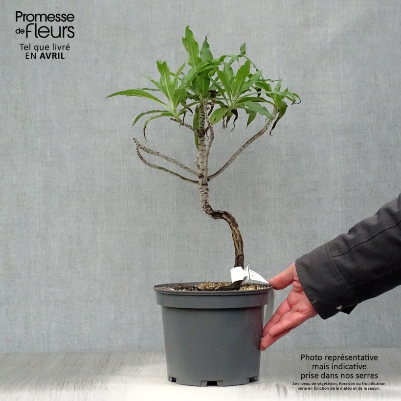 Spécimen de Echium fastuosum (candicans) - Vipérine de Madère Pot de 3L/4L tel que livré au printemps