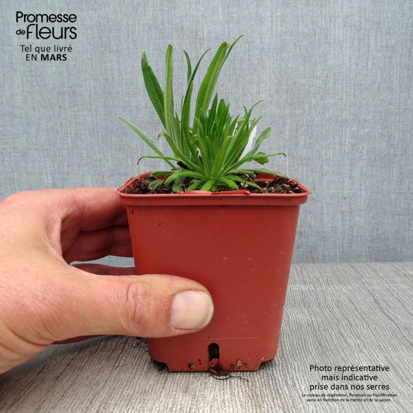 Spécimen de Echium russicum -  Vipérine de Russie Godet de 8/9 cm tel que livré au printemps
