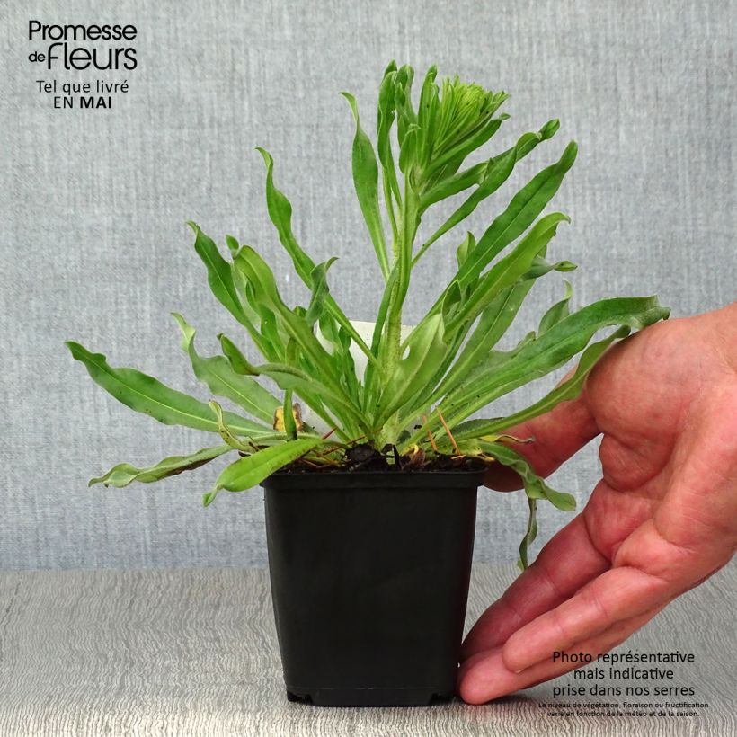 Spécimen de Echium vulgare Godet de 8/9 cm tel que livré au printemps