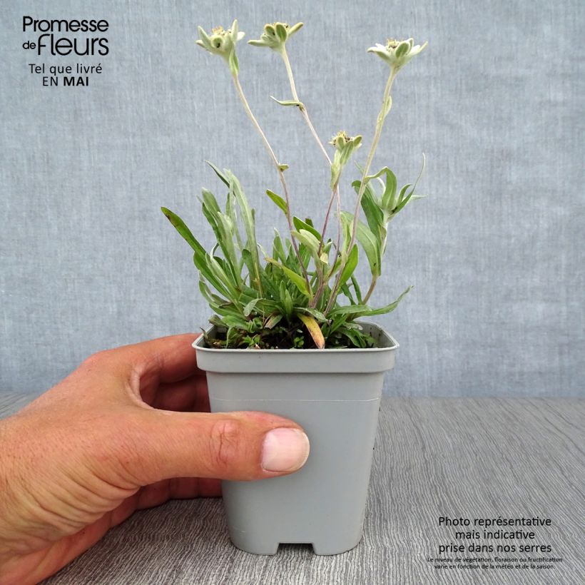Spécimen de Edelweiss des Alpes, Leontopodium alpinum Godet de 8/9 cm tel que livré au printemps