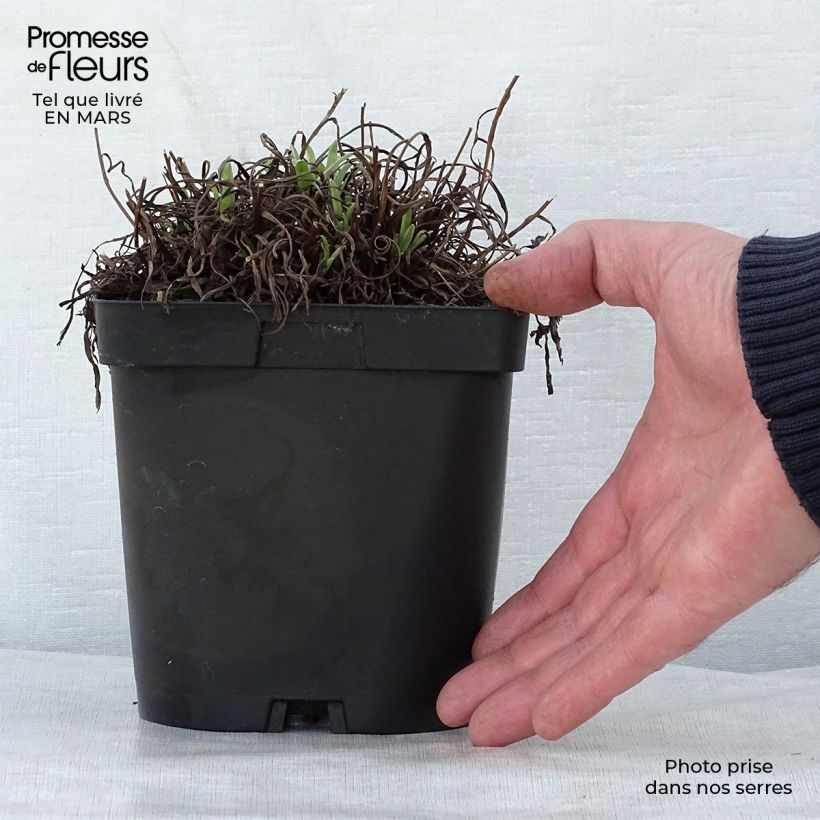 Spécimen de Edelweiss des Alpes, Leontopodium alpinum Pot de 2L/3L tel que livré au printemps