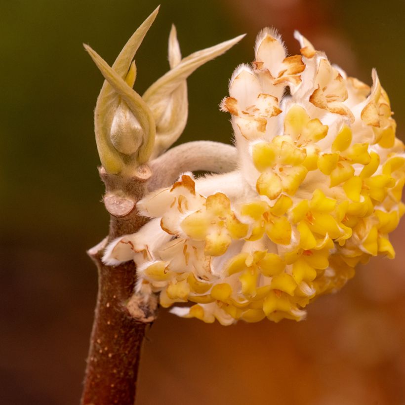Edgeworthia chrysantha Grandiflora - Buisson à papier (Flowering)