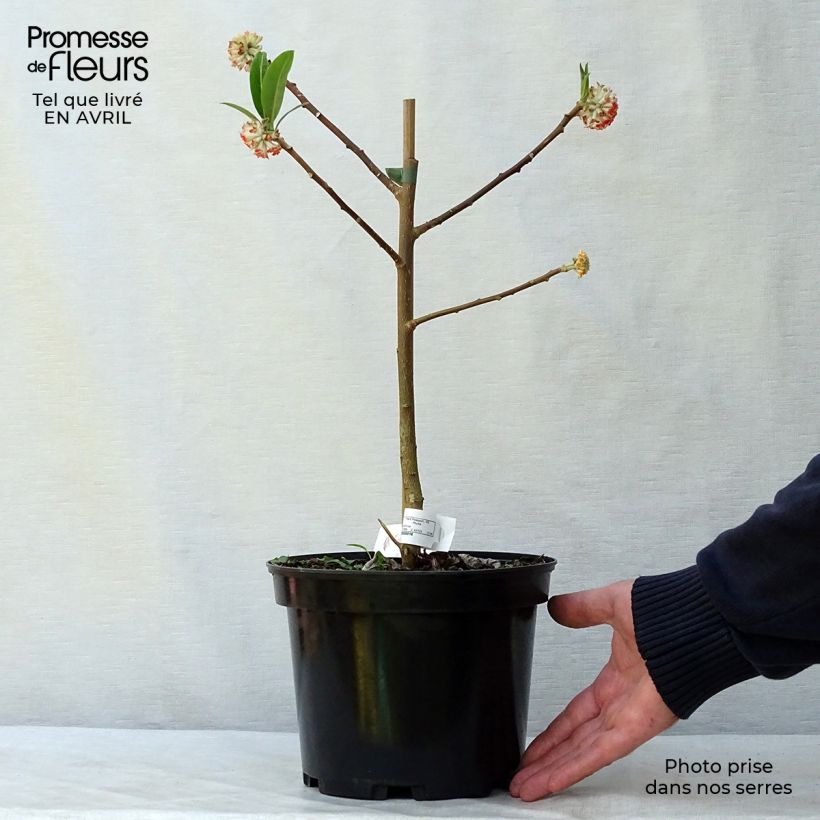 Example of Edgeworthia chrysantha Red Dragon Akebono - Arbre à papier  Pot de 3L/4L as you get in printemps