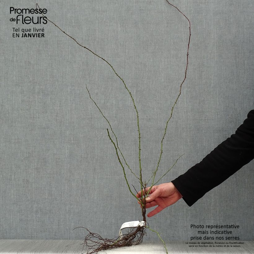 Example of Églantier - Rosa canina Racines nues as you get in hiver