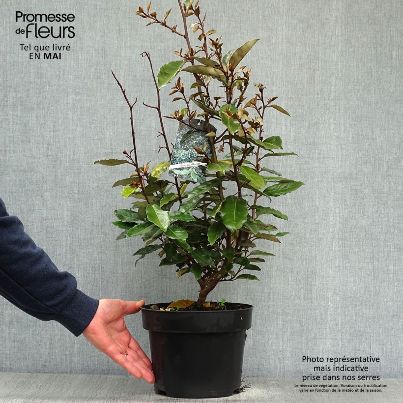 Spécimen de Elaeagnus ebbingei - Chalef de Ebbing Pot de 4L/5L tel que livré au printemps