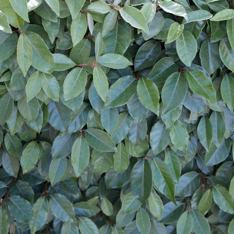 Elaeagnus ebbingei Compacta - Chalef (Feuillage)