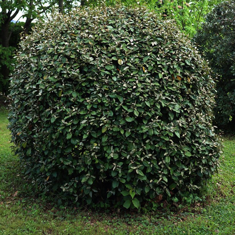 Elaeagnus ebbingei Compacta - Chalef (Port)