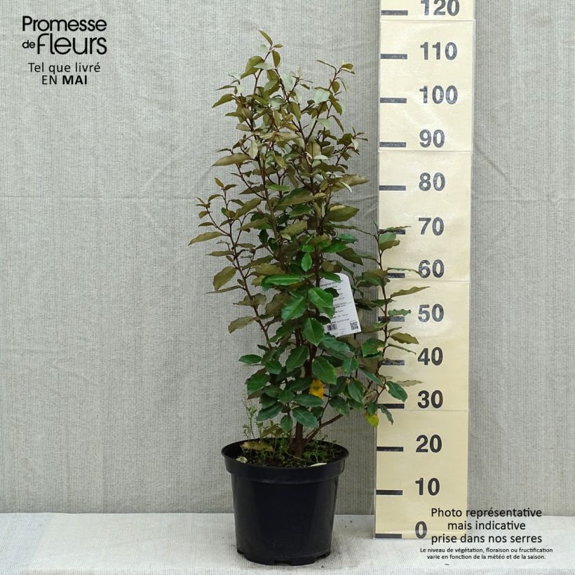 Spécimen de Elaeagnus ebbingei Compacta - Chalef Pot de 7,5L/10L tel que livré au printemps