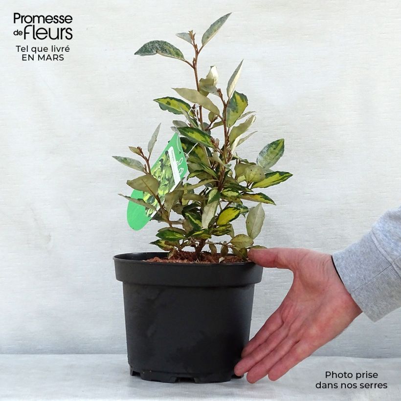 Spécimen de Elaeagnus ebbingei Eleador - Chalef Pot de 3L/4L tel que livré au printemps